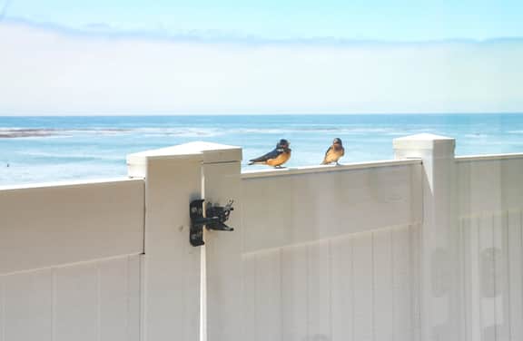 Star of the Sea – Oceanfront Bliss in San Simeon